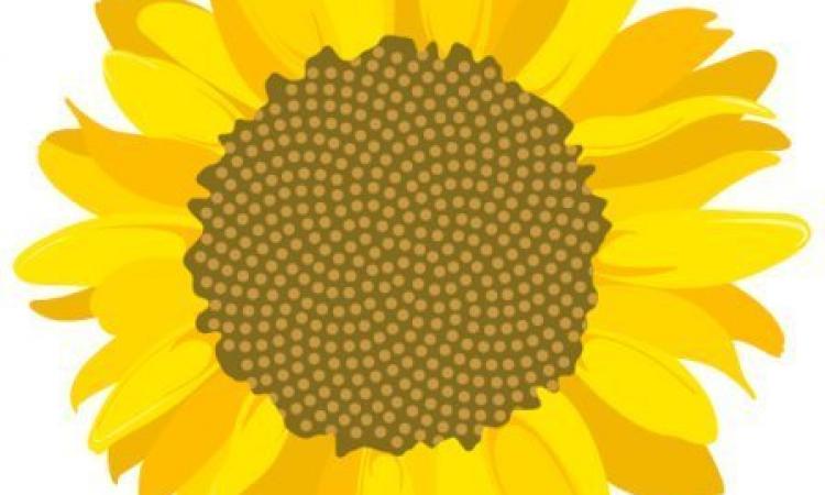 Girasol